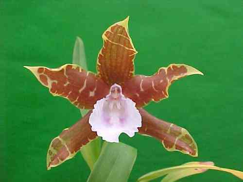 Miltonia candida